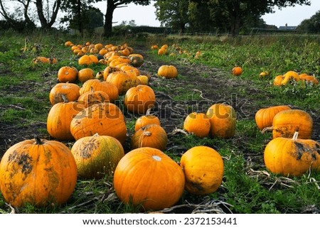 Pumpkin patch during harvesting time on October, taken on Dunham, Greater Manchester Royalty-Free Stock Photo #2372153441