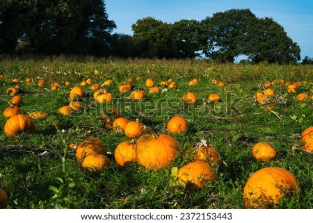 Pumpkin patch during harvesting time on October, taken on Dunham, Greater Manchester Royalty-Free Stock Photo #2372153443
