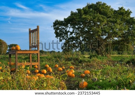 Pumpkin patch during harvesting time on October, taken on Dunham, Greater Manchester Royalty-Free Stock Photo #2372153445