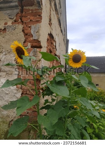 Sunflower against the background of a destroyed building, ruins, village, old bricks