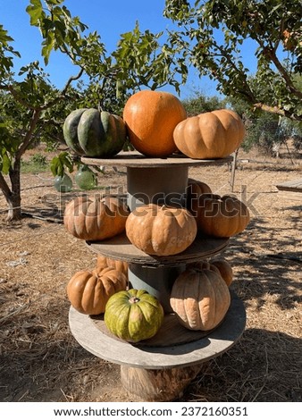 Freshly picked pumpkins on a farm ready for Halloween party