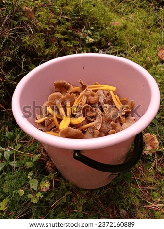 An autumn picture of funnel chanterelles (Craterellus tubaeformis) in a light pink bucket.