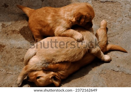 Golden Retriever Puppies are playing