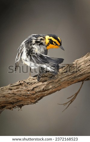 Blackburnian warbler perching on a branch cleaning ils plumage after Spring migration Royalty-Free Stock Photo #2372168523