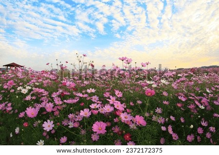 autumnal scenery along the river with cosmos blooming
