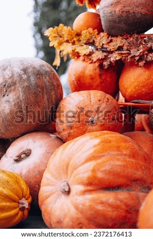 Pumpkins of different colors and shapes background picture