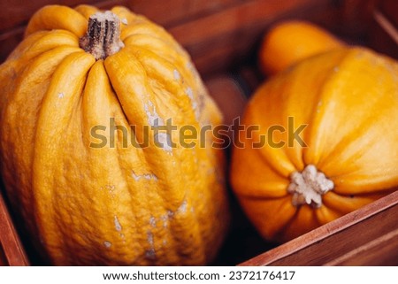 Colorful pumpkins in basket, background picture