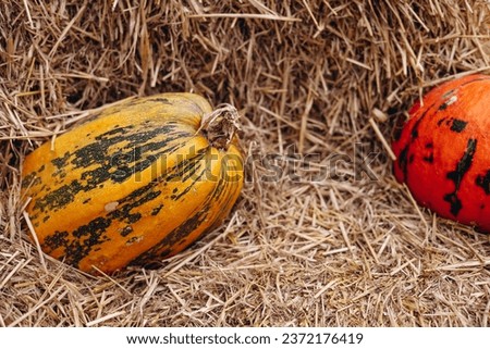 Two colorful pumpkins on hay, background picture