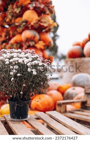 Seasonal flowers with pumpkins background photo