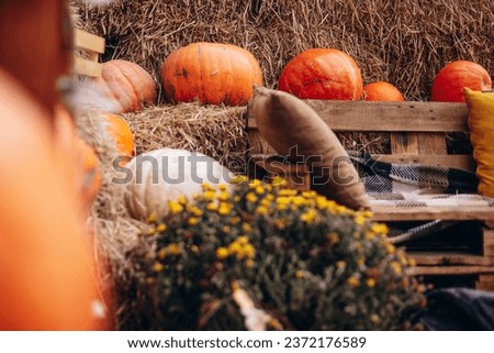 Wooden bench with seasonal decorations with plenty of pumpkins