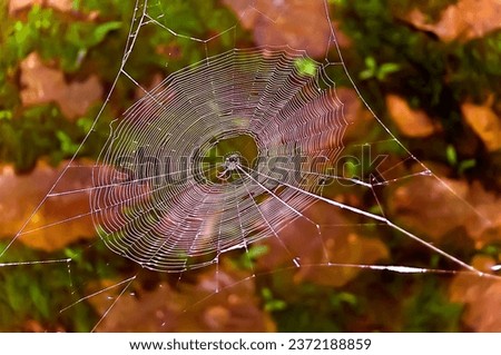 Spider web in sun light