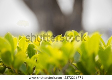 Close-up shot of green blurred treetops feel the nature warm and