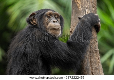 A head portrait shot of a juvenile baby chimpanzee (Pan troglodytes) with green background looking to the camera lens                                       Royalty-Free Stock Photo #2372222455