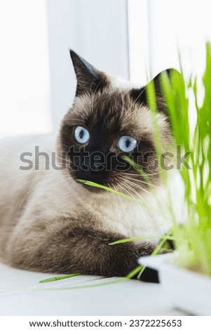 the cat is licking her lips lying on the windowsill and eating grass