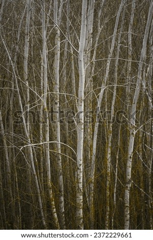 A Grove of Birch Trees Standing Together in Unity