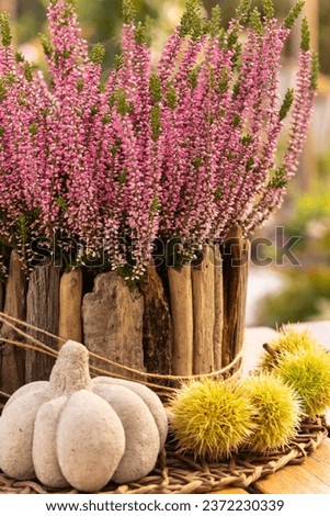 Autumn decorations with heather in a wooden plant bowl together with edible chstnuts and little pumpkins made of concrete on an outdoor table Royalty-Free Stock Photo #2372230339