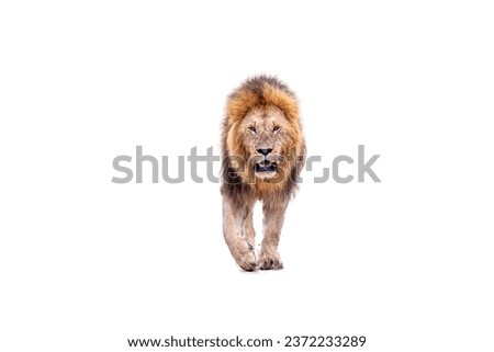 Lion Cut-out. Lion cut out, cut-out of lion walking Royalty-Free Stock Photo #2372233289