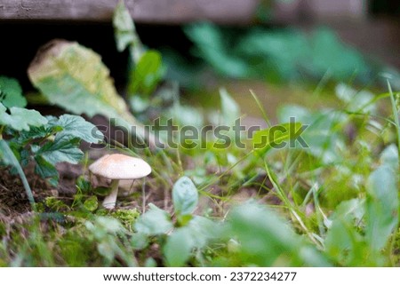                         small mushroom in the grass       