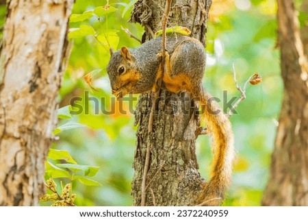Close up shot of squirrel eating nut in Martin Nature Park at Oklahoma