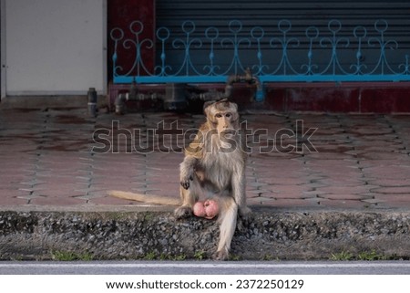monkey sitting on the sidewalk By spreading your legs and placing your hands on your legs. Take photos at the right time Can be used as funny or educational. It's a picture that creates good laughs.