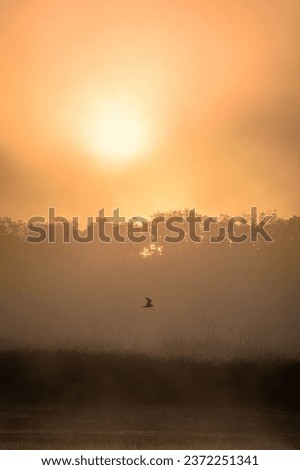 Early Morning Sun with Fog and Seagulls