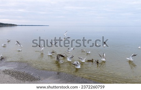 Various wild birds on the seashore fly and swim to the pieces of bread. Bird group - seagulls, herons, ducks.