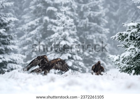 The Golden eagle male (Aquila chrysaetos) is courting to the Golden eagle female in a winter snowy spruce forest. Portrait of a bird of pray in the nature habitat.