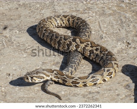 A clear, close-up picture of a large snake