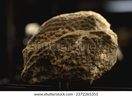 Detailed picture of meandrastrea, fossilized coral.