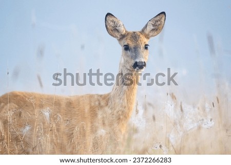 Roe deer portrait in the misty weather