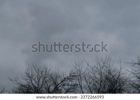 Trees on rainy background, storm coming soon