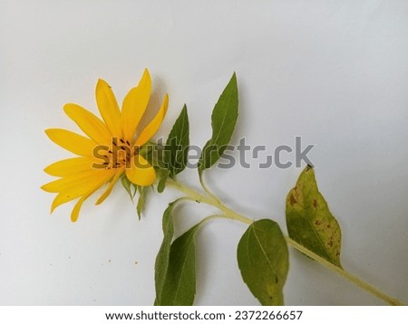 Small sunflowers blooming beautifully on a white background.
