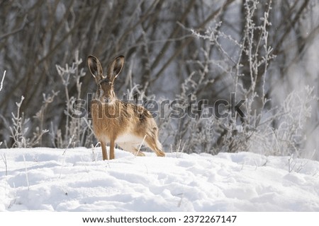 The European hare (Lepus europaeus) in a winter snowy landscape. Royalty-Free Stock Photo #2372267147