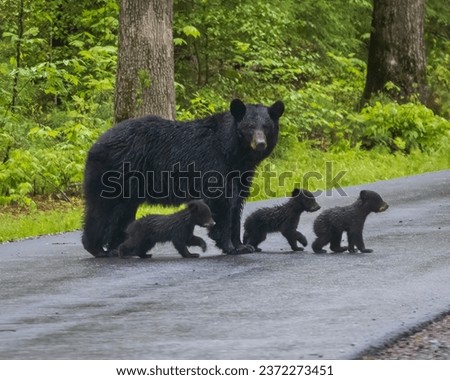 A mother black bear crosses the road with her cubs in Great Smoky Mountains National Park, Tennessee.  Royalty-Free Stock Photo #2372273451