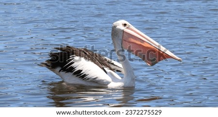 Australian Pelican, large water bird in Pelecanidae Family Royalty-Free Stock Photo #2372275529