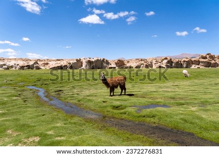 A llamasa (Lama glama) on the meadow in Altiplano, Bolivia. The llama (Lama glama) is a domesticated South American camelid. Royalty-Free Stock Photo #2372276831
