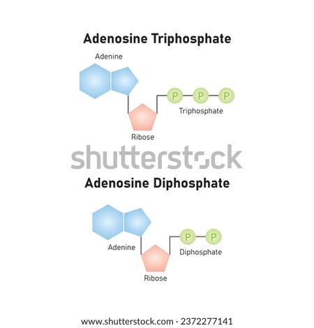 ATP and ADP Molecules Scientific Design. Vector Illustration. Royalty-Free Stock Photo #2372277141
