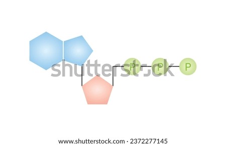 Adenosine Triphosphate (ATP) Molecule Scientific Design. Vector Illustration. Royalty-Free Stock Photo #2372277145