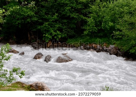 The photo shows a river flowing through a lush green forest. It is surrounded by tall trees and ferns with deep greens color. The forest is dense and humid, and it appears to be a very peaceful place.
