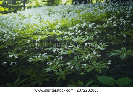 Close up blooming magical sweet woodruff herbs concept photo. Perennial plants. Front view photography with blurred background. High quality picture for wallpaper, travel blog, magazine, article