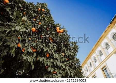 Orange Trees of Seville, Spain