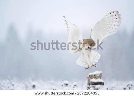 The Barn owl (Tyto alba) flies like an angel in a snowy and frosty winter meadow. Portrait of a owl in the nature habitat. Royalty-Free Stock Photo #2372284055
