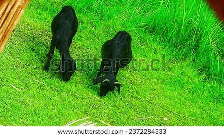 Find Wild Animal stock images in HD and millions of other royalty-free stock photos, illustrations and vectors in the Shutterstock collection.