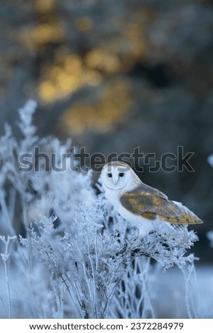 The Barn owl (Tyto alba) sitting on a botton like an angel in a snowy and frosty winter meadow. Portrait of a owl in the nature habitat.