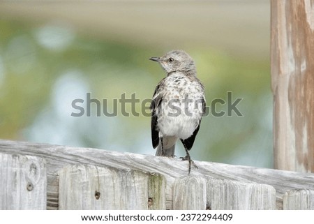          Northern Mockingbird perched on a wooden fence in the bright morning sunlight at Shelter Cove Community Park on Hilton Head Island.                      