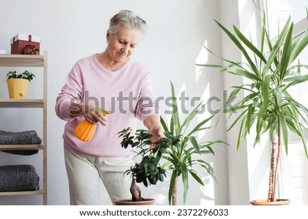 Middle aged woman sprays plants in flowerpots. Happy senior female caring for house plant. Elderly Woman taking care of plants at her home, spraying a plant with pure water from a spray bottle Royalty-Free Stock Photo #2372296033