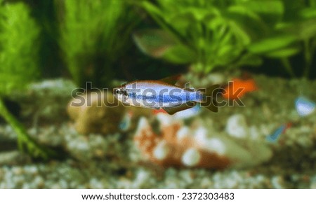 Neon Tetra Fish (Paracheirodon axelrodi) the most popular ornamental fish for aquarium plant tanks. close up photos