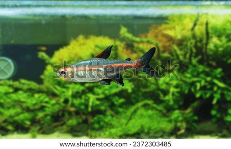 Neon Tetra Fish (Paracheirodon axelrodi) the most popular ornamental fish for aquarium plant tanks. close up photos