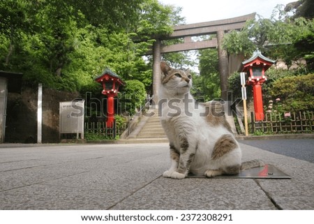Stray cats in Shonan Enoshima, Kanagawa Prefecture, Japan Royalty-Free Stock Photo #2372308291