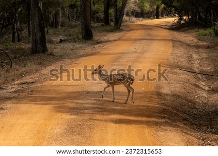 A Picture of a deer crossing the safari road in the jungle 